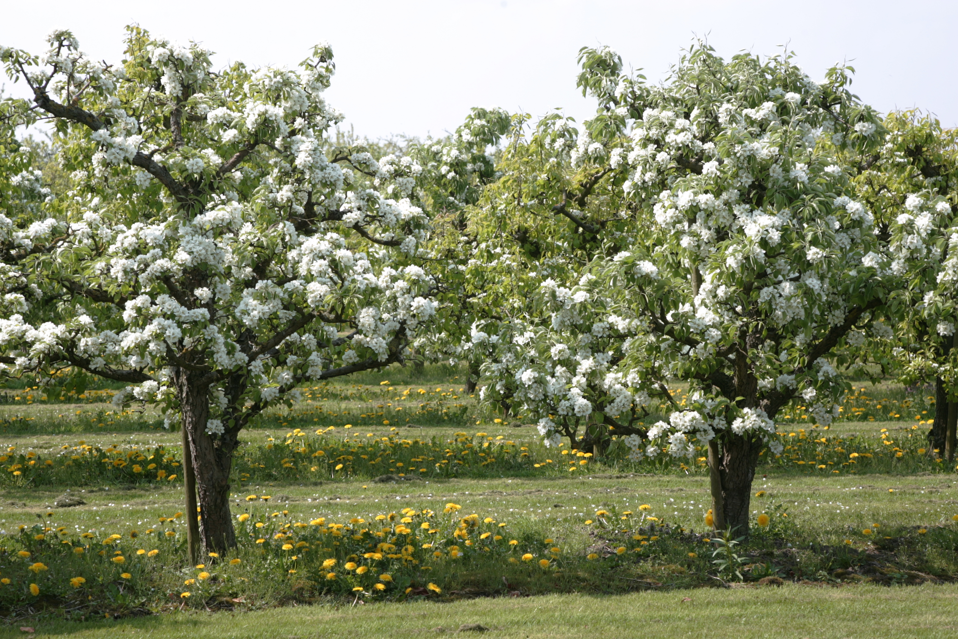 Foto van twee bomen met witte bloesem 