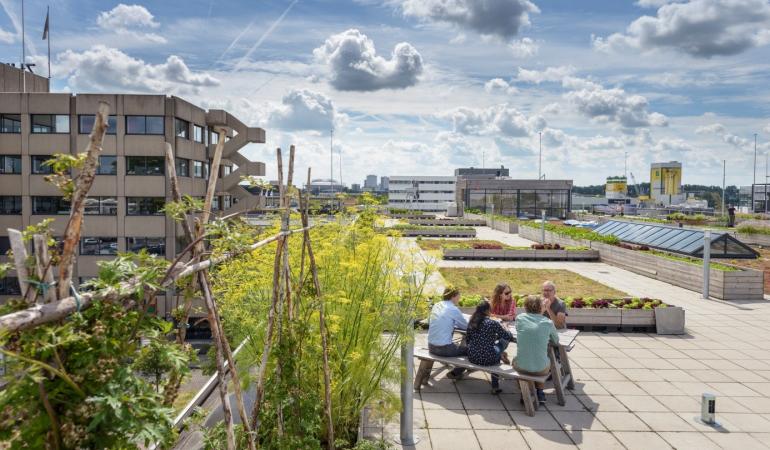 moestuinen in de stad op dakterras